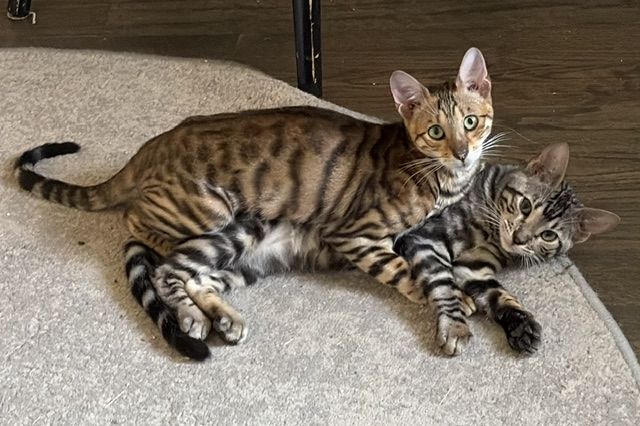 toyger kittens in dallas, texas