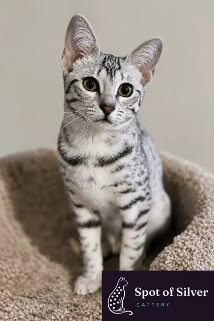 Egyptian Mau cast in Texas at Spot of Silver Cattery