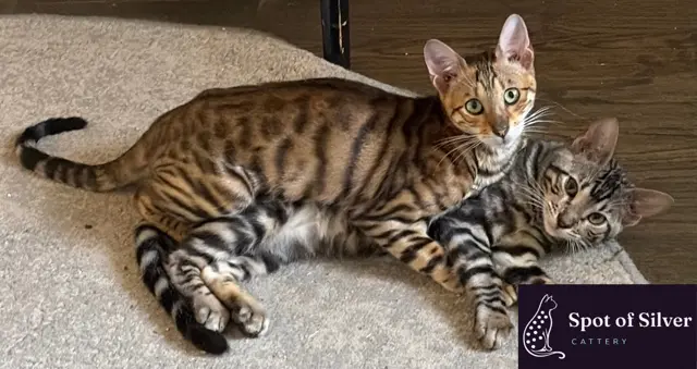toyger cats silver and orange playing in Texas