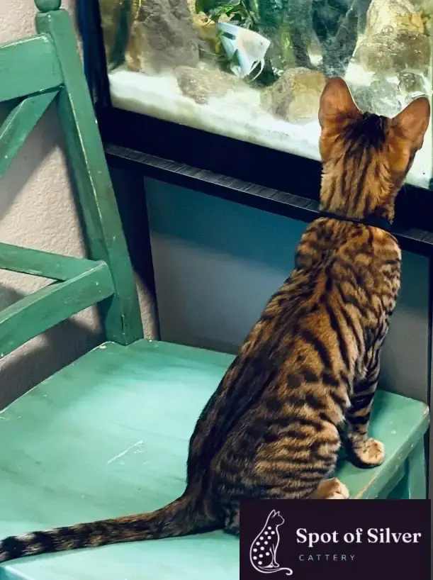 Toyger cat