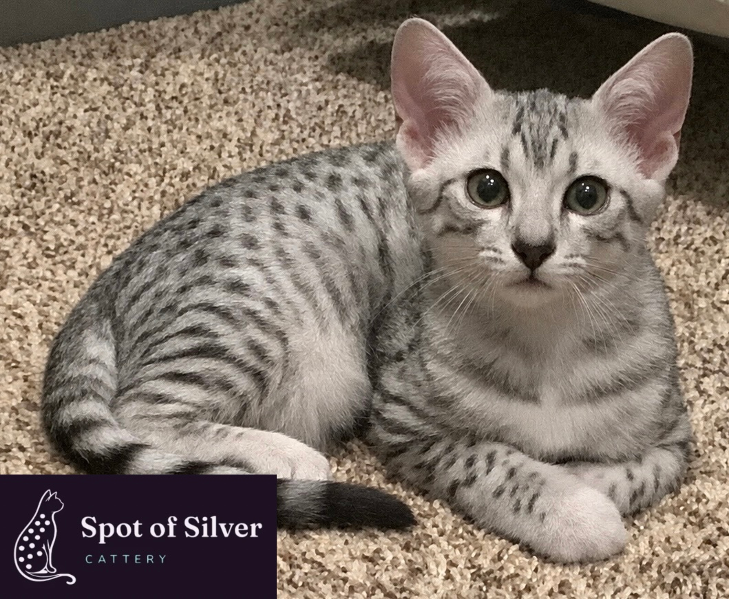 Silver Egyptian mau kittens near me