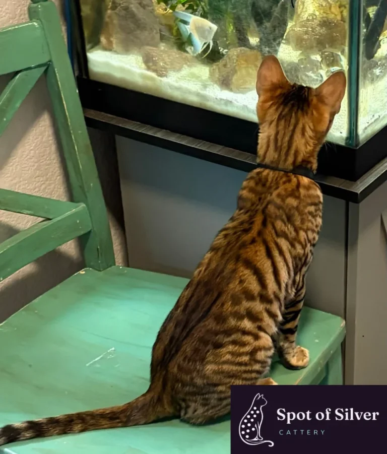 Toyger cat